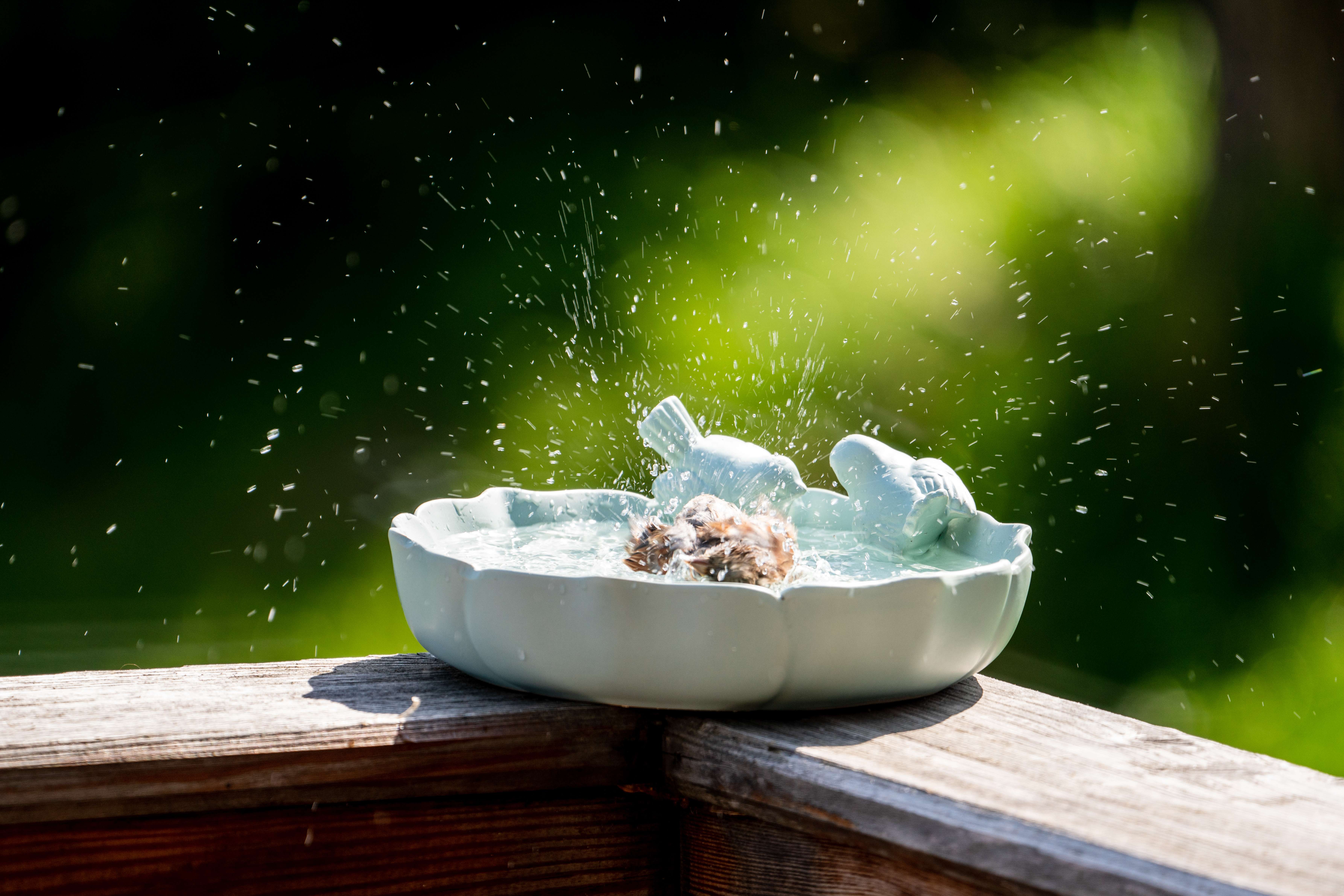 Birdbath on Decking