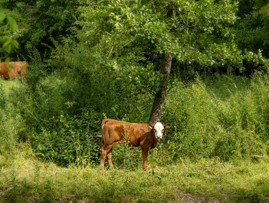 cattle by the river at Rockbridge Park