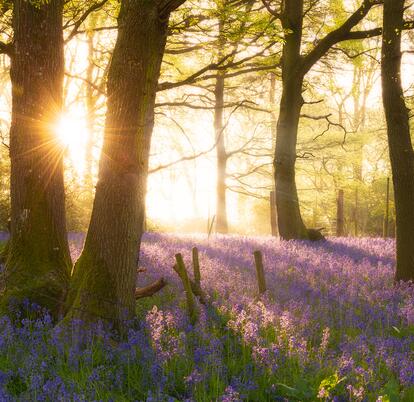 Bluebell woodland at Knighton Wales
